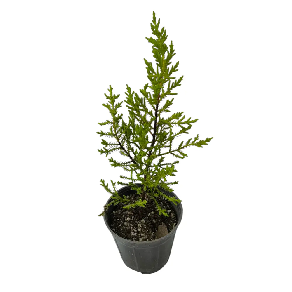 Кипарис Лейланда / Cupressus Leylandii купить