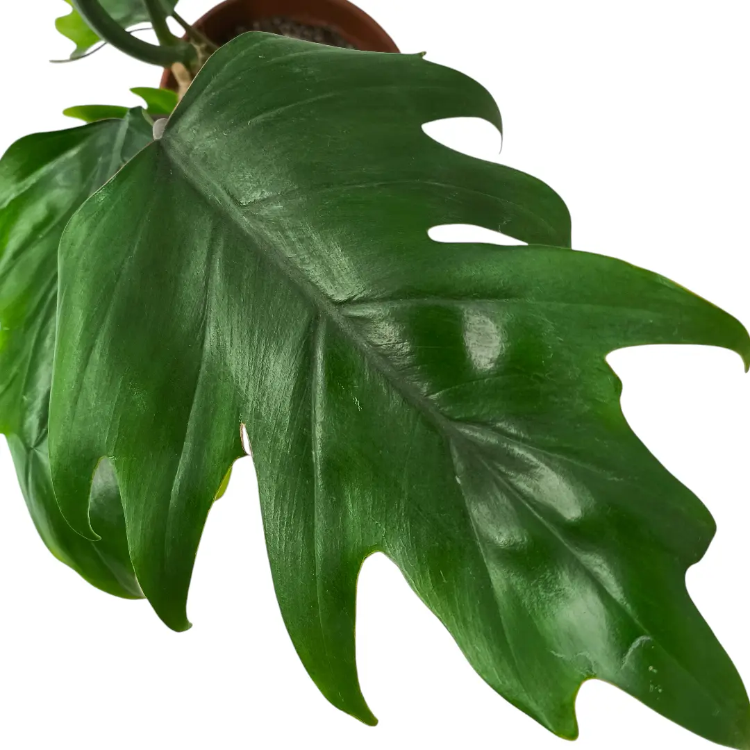 Филодендрон дваждыперистонадрезный/ Philodendron bipinnatifidum купить