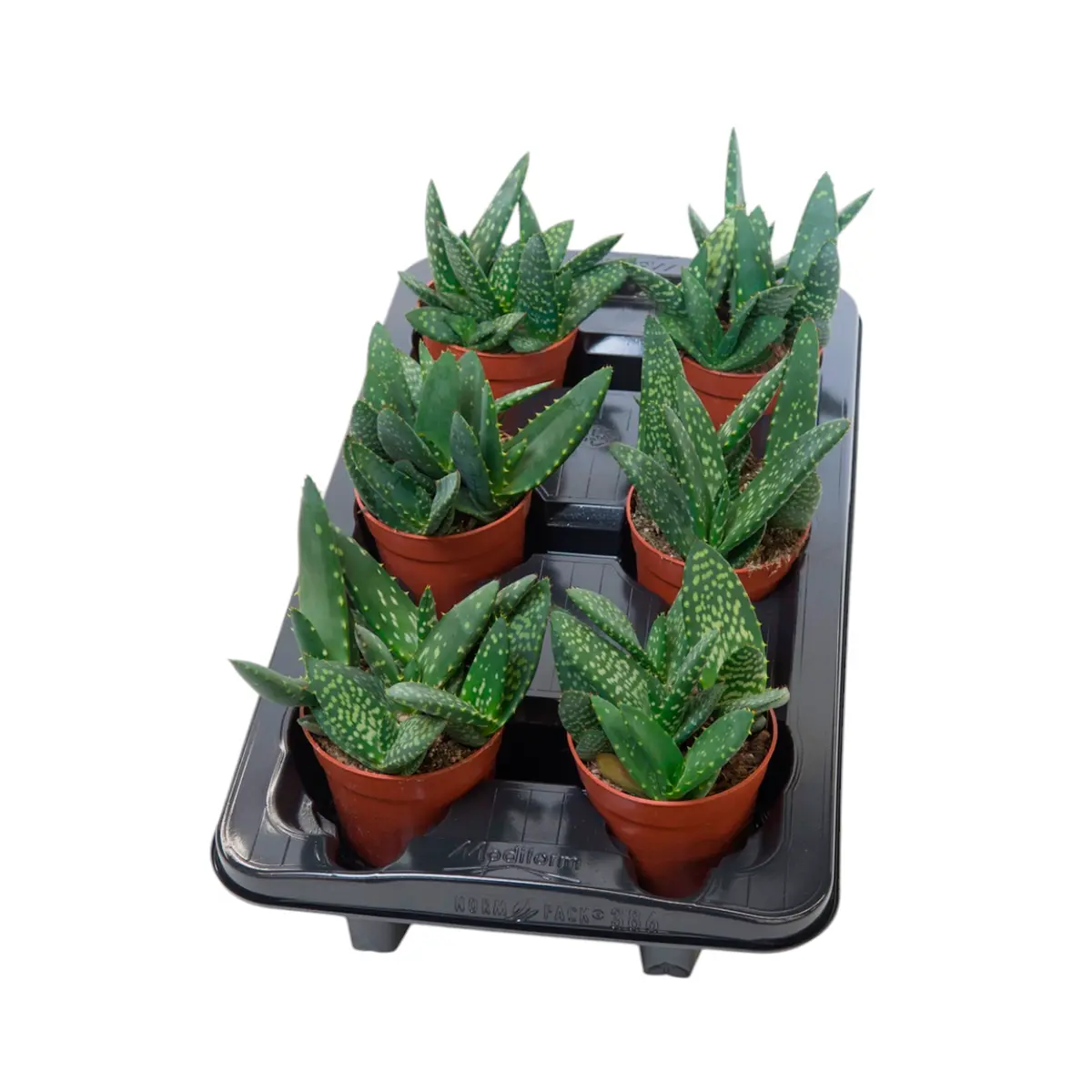 Алоэ Vera Paradisicum купить