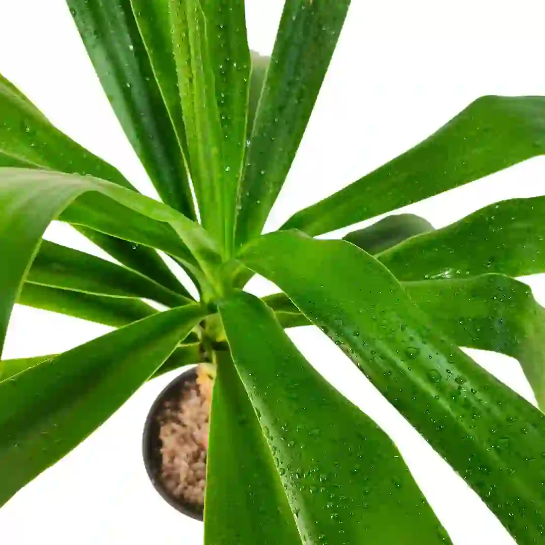 Юкка гигантская / Yucca gigantea купить