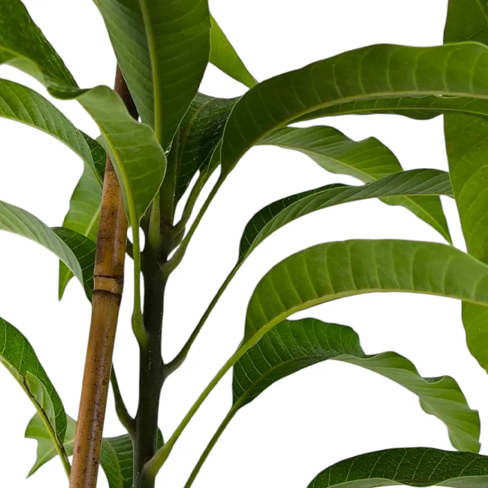 Манго Ирвин / Mangifera indica Irwin