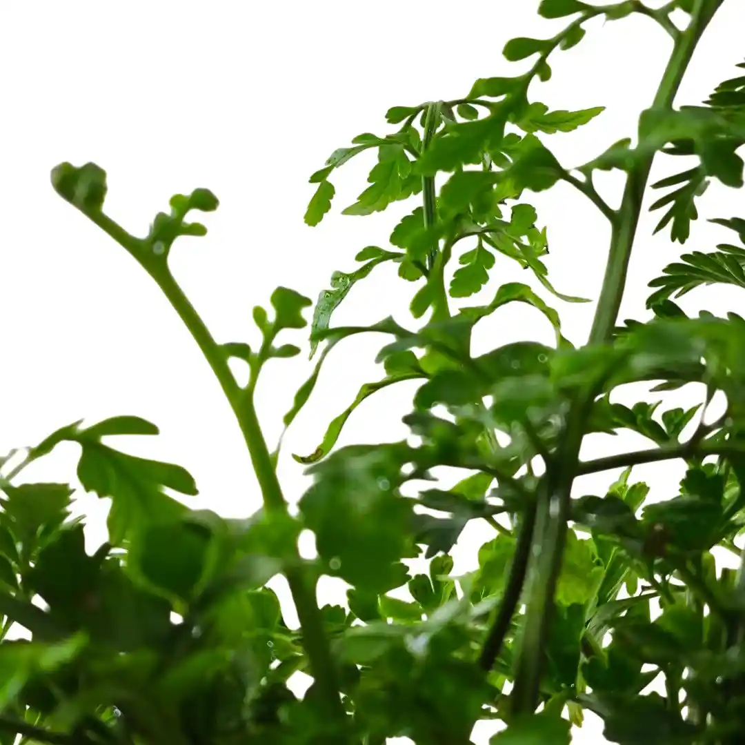Нефролепис Джимми/ Nephrolepis exaltata Jimmy' купить