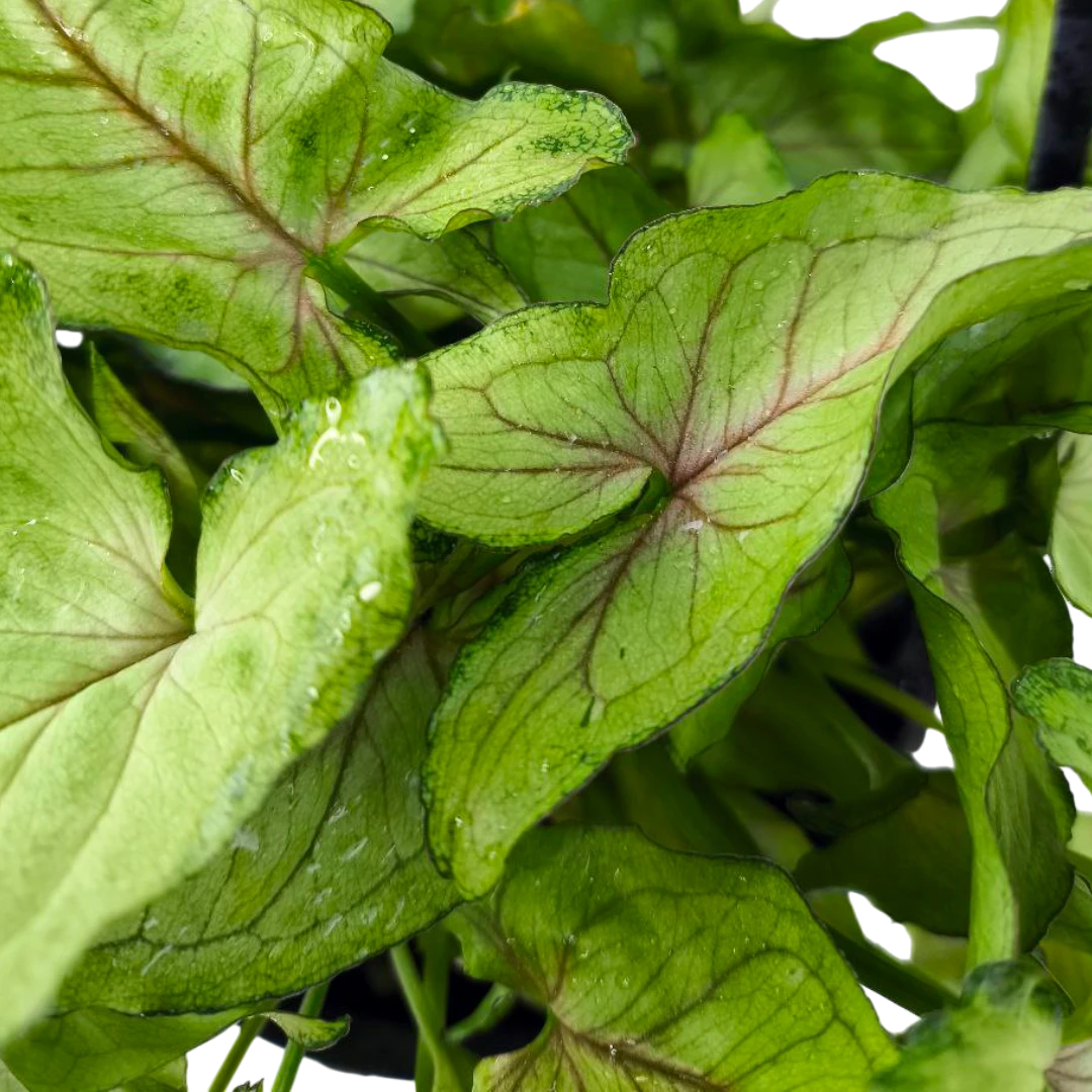 Сингониум "Green Allusion" купить