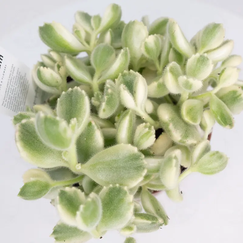 Котиледон "Cotyledon Variegata" купить