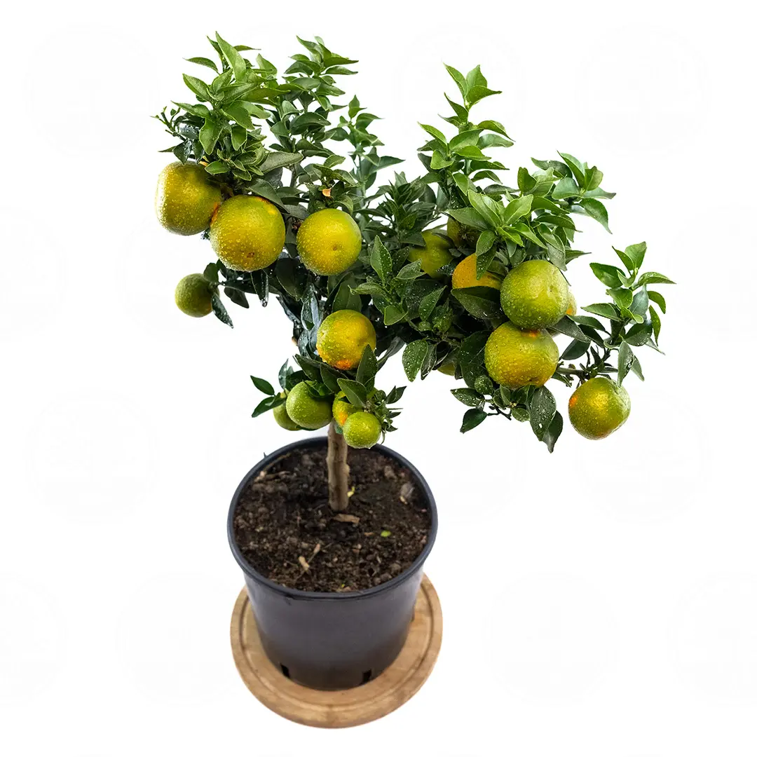 Померанец Чинотто, Кинотто / Bitter Orange Chinotto — цитрусовое растение, детальное фото
