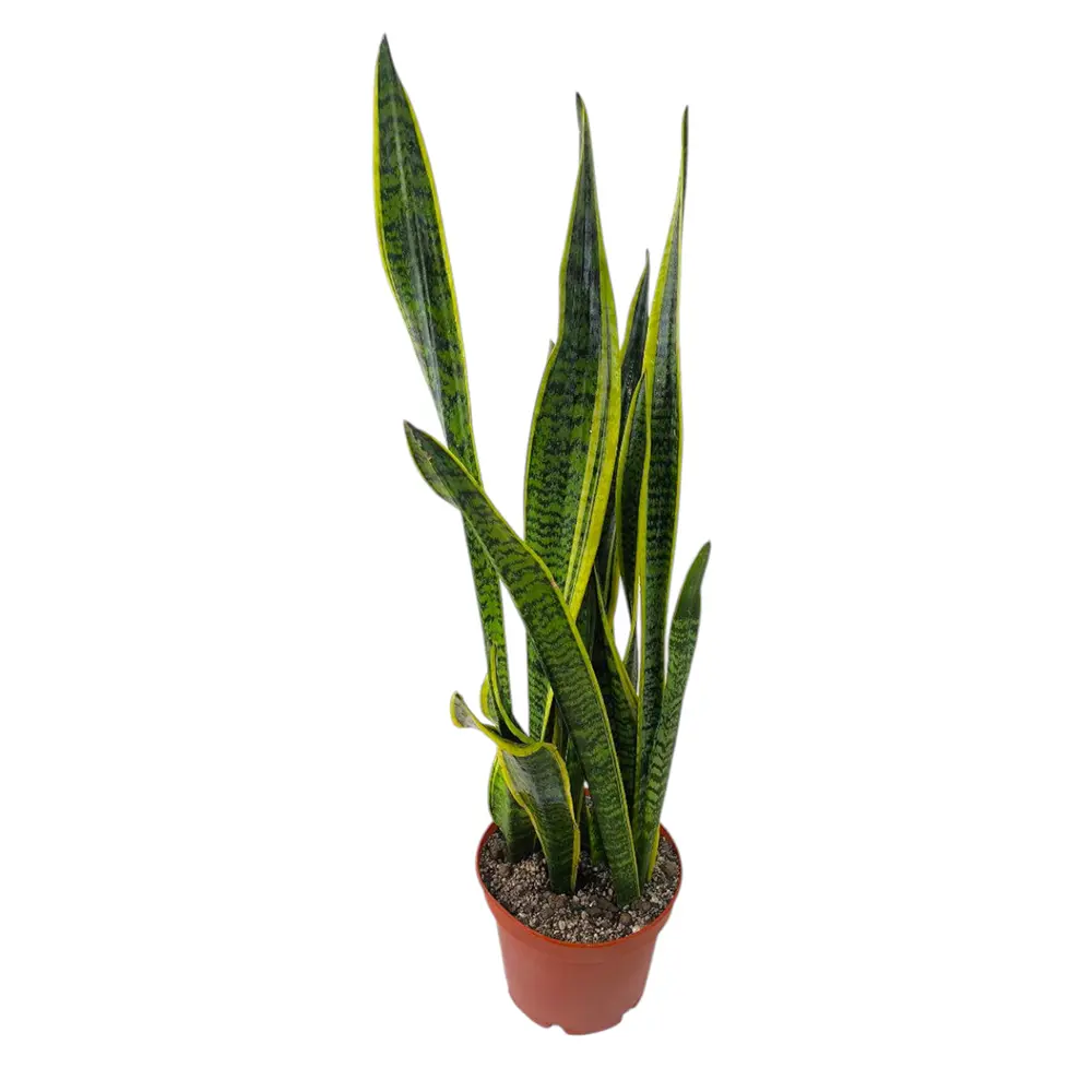 Сансевиерия Лауренти / Sansevieria trifasciata Laurentii купить