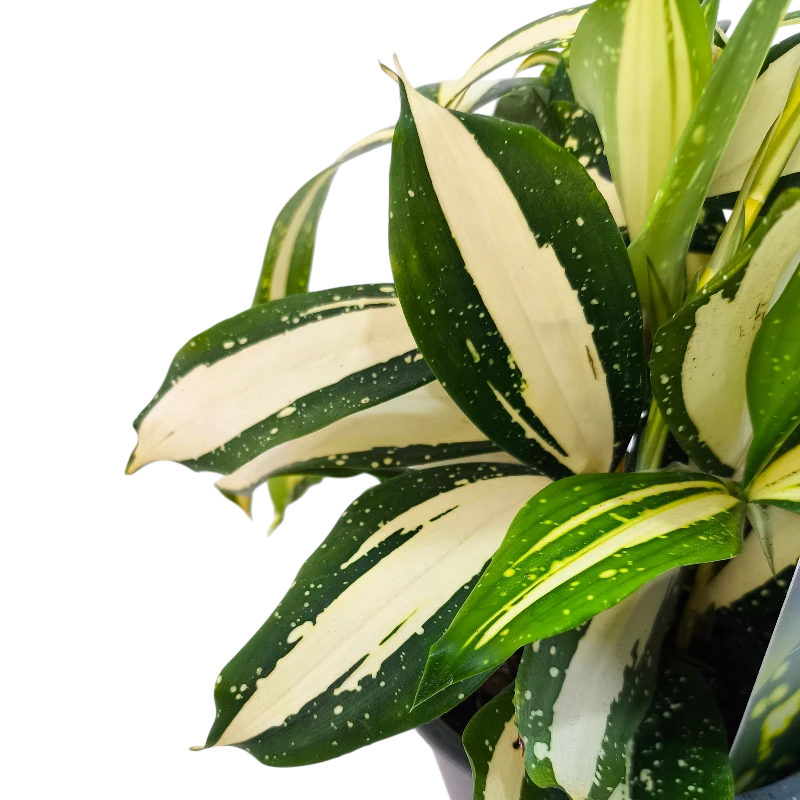 Драцена Суркулоза Милки Вэй / Dracaena surculosa Milky Way купить