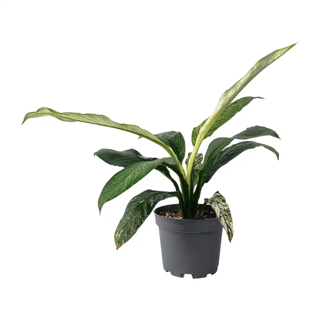 Спатифиллум Сенсейшен (Сенсация) / Spathiphyllum Sensation купить