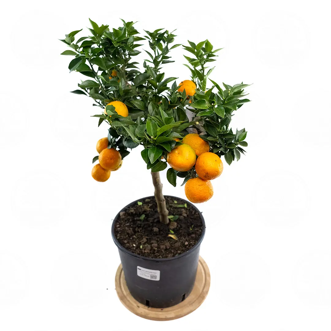 Померанец Чинотто, Кинотто / Bitter Orange Chinotto — цитрусовое растение, детальное фото
