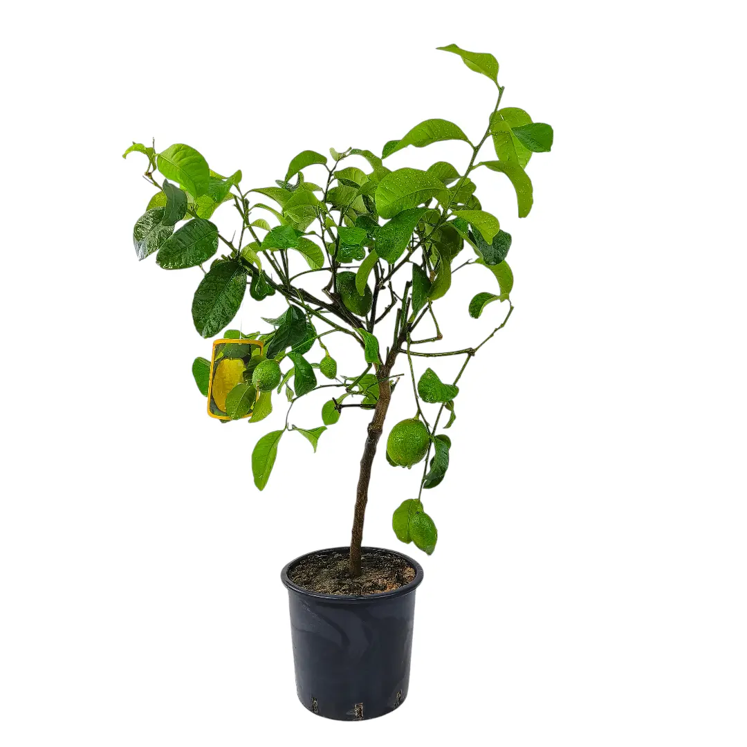 Цитрон Риччо / Citrus medica delle isole Eolie/ Riccio — цитрусовое растение, детальное фото
