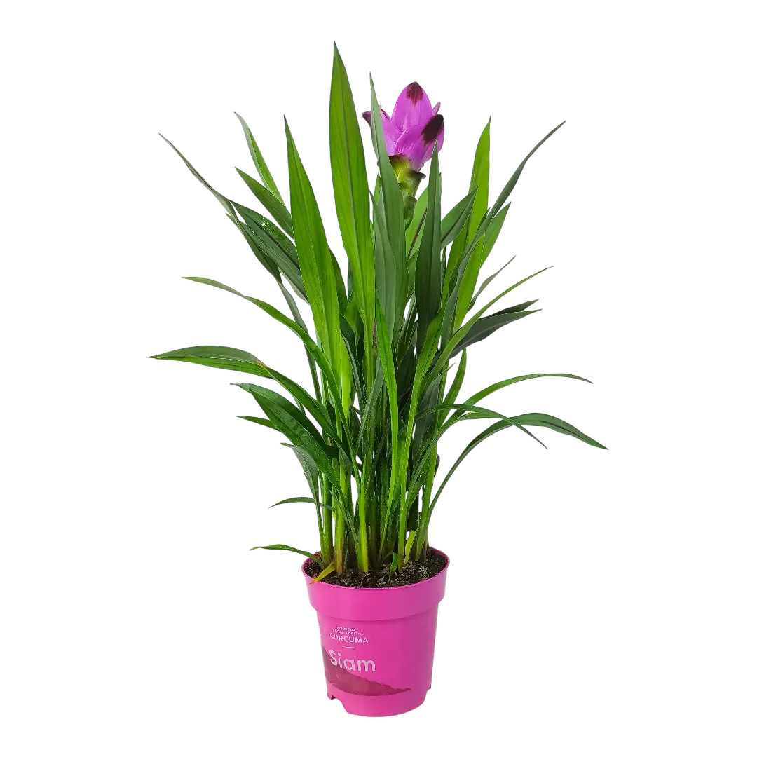 Куркума Сиам Сплэш / Curcuma alismatifolia SIAM SPLASH купить