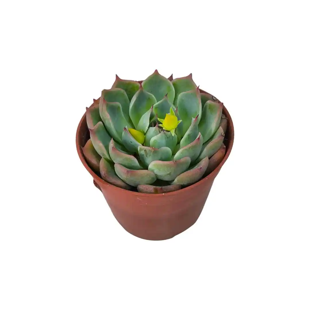 Эхеверия Лау / Echeveria laui купить