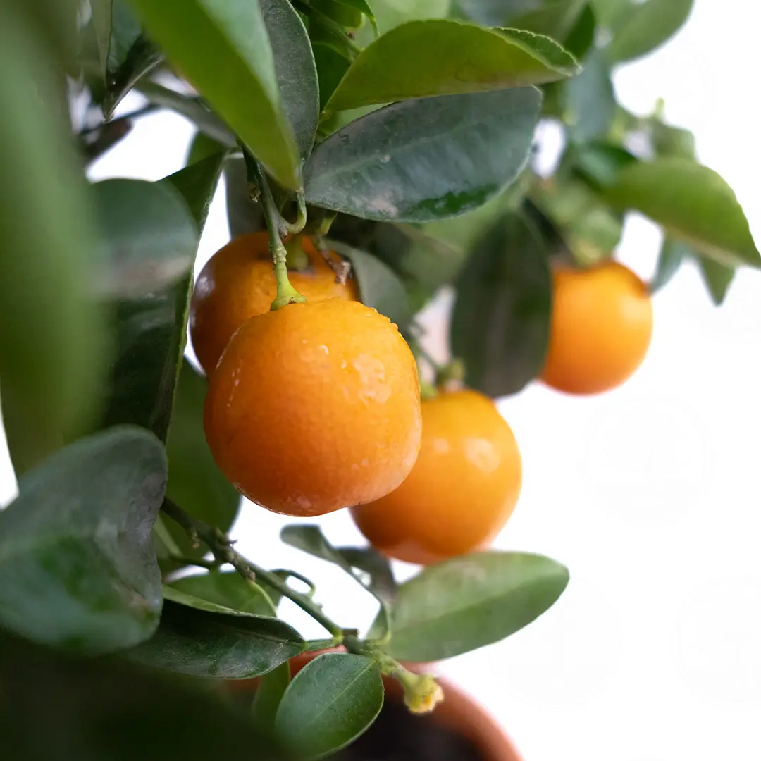 Каламондин / Calamondin — цитрусовое растение, детальное фото
