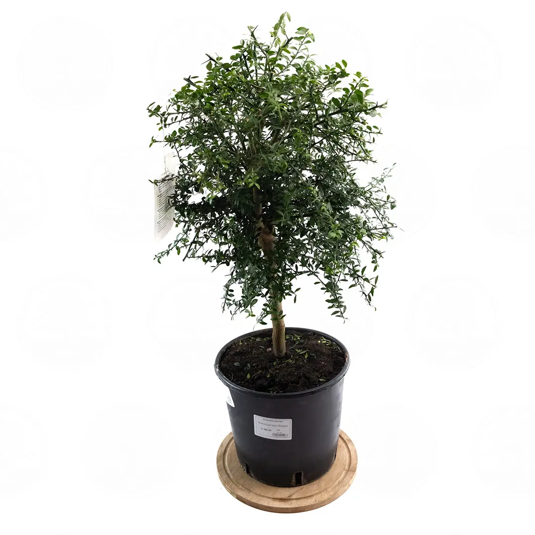 Микроцитрус Верде / Microcitrus Verde — цитрусовое растение, детальное фото
