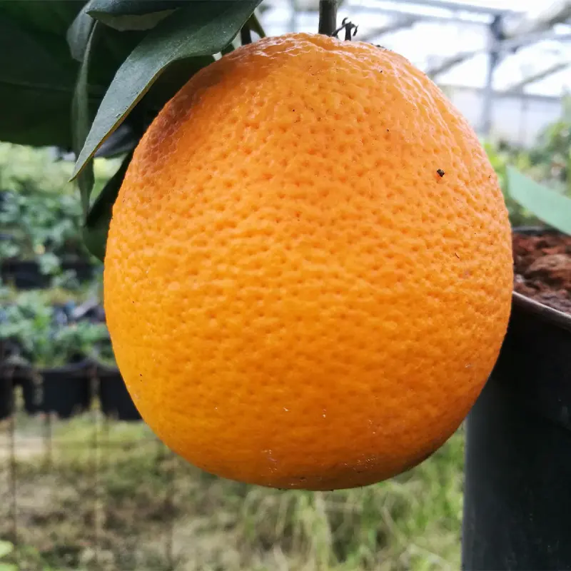 Апельсин Томпсон нуцелярный / Orange Tompson — цитрусовое растение, детальное фото
