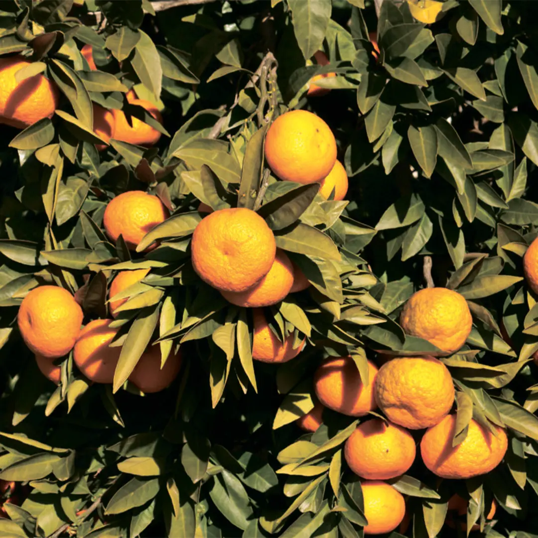 Мандарин Михо / Mandarin Miho — цитрусовое растение, детальное фото
