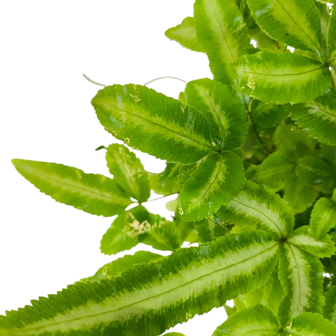 Птерис кретика Альболинеата / Pteris cretica Albolineata купить