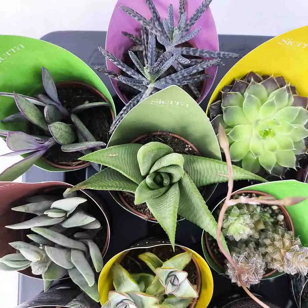 Суккуленты микс/ Succulent Mix купить