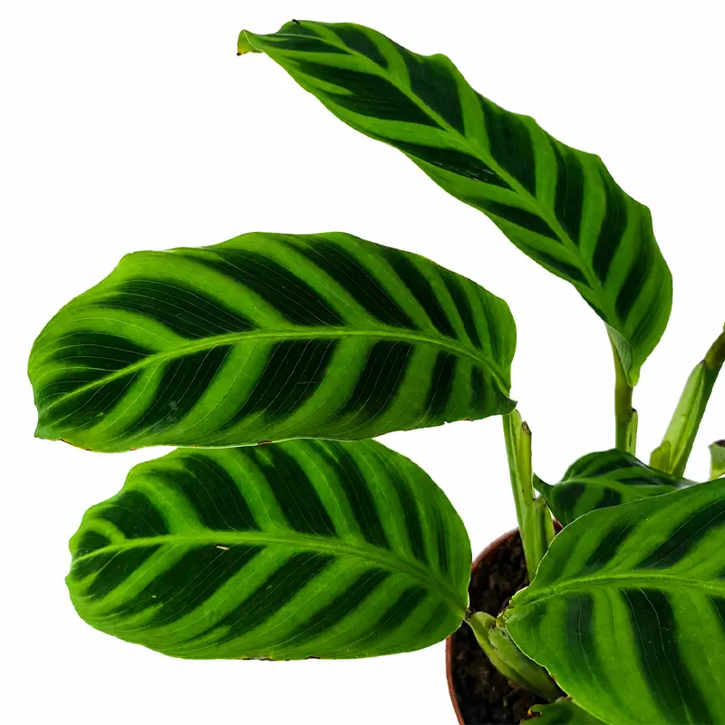 Калатея Грин Эппл / Calathea Green Apple купить