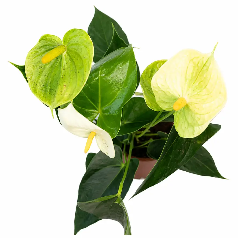 Антуриум Андрианум Ванилла / Anthurium andraeanum Vanilla купить