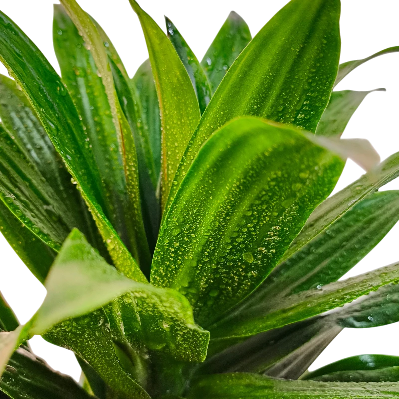Драцена Фрагранс Копстек / Dracaena fragrans Copstek купить