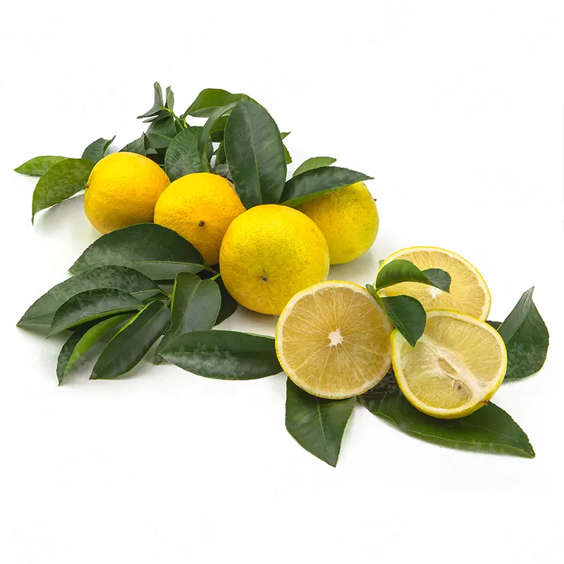 Бергамот Фемминелло / Bergamot Femminello — цитрусовое растение, детальное фото
