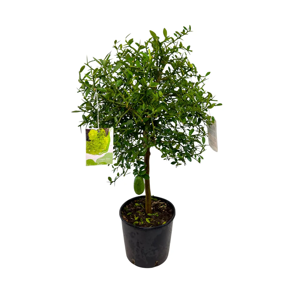 Микроцитрус Фаустрайм / Microcitrus Faustrime — цитрусовое растение, детальное фото
