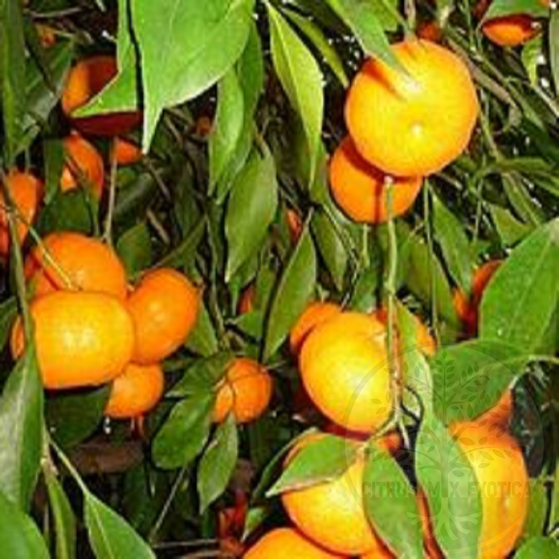 Мандарин Авана Тардиво ди Чичули / Mandarin Avana Tardivo di Ciaculli нуцелярный — цитрусовое растение, детальное фото
