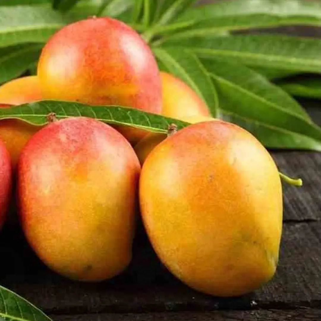 Манго Сенсация / Mangifera Indica Sensation