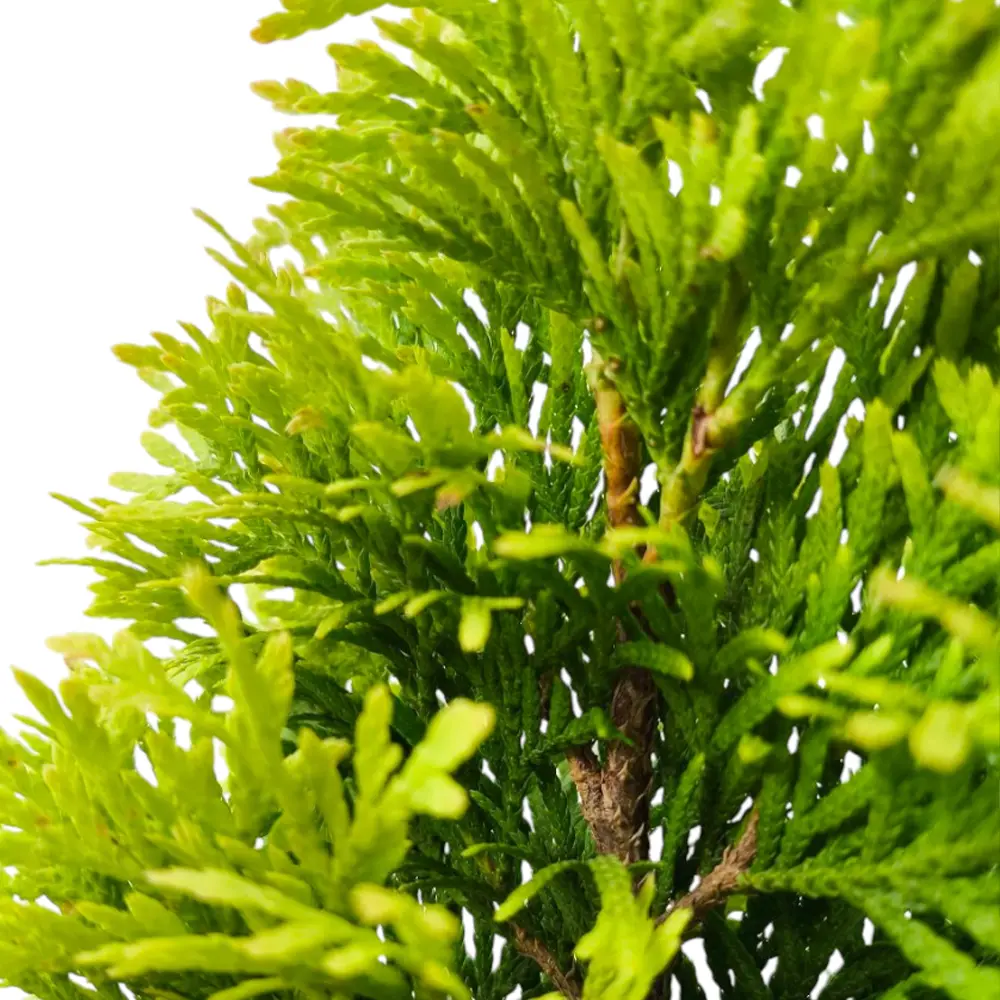 Туя Янтарь / Thuja Gold Jantar купить
