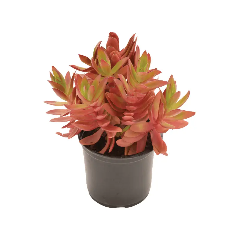Крассула Capitella Campfire (red) купить