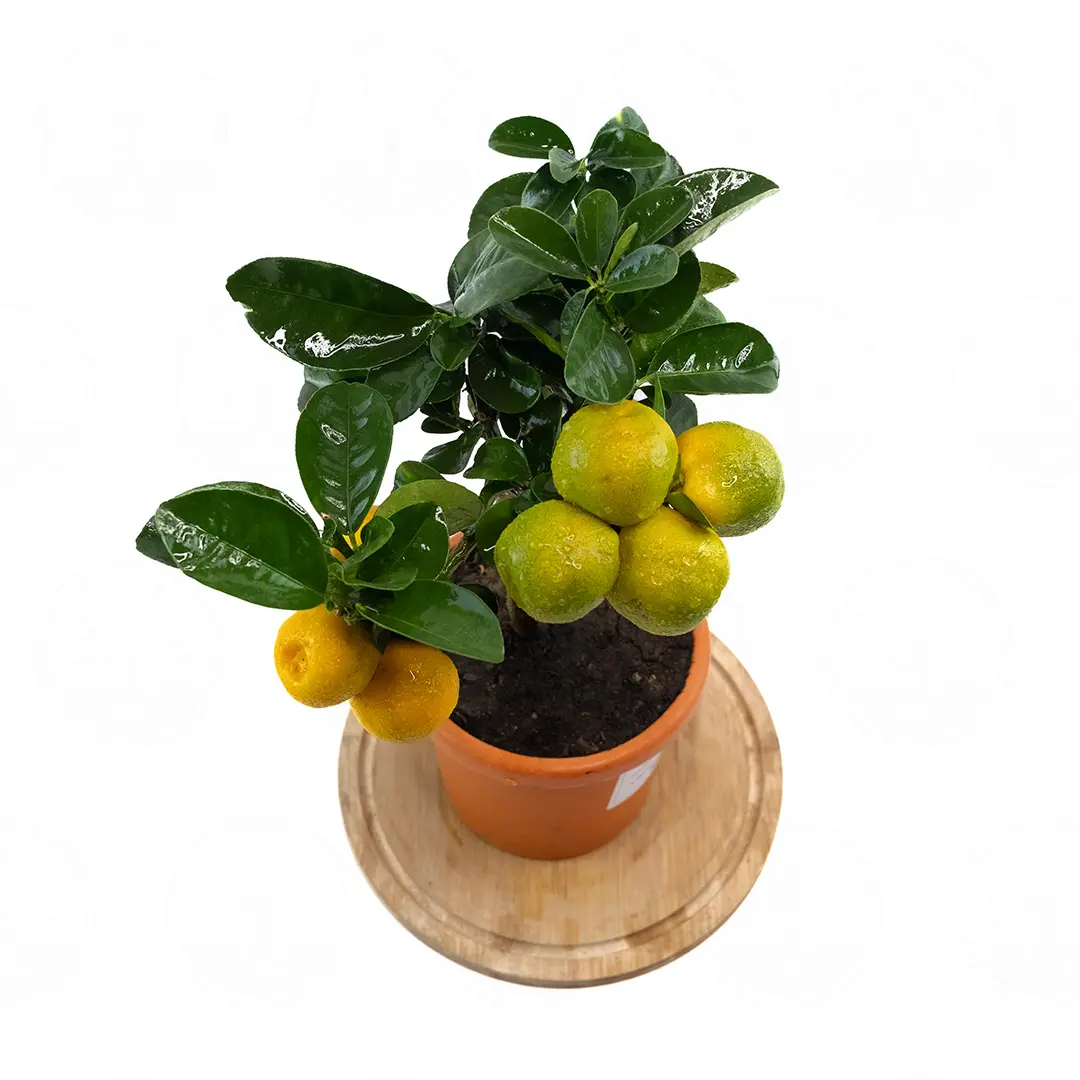 Кумкват Обовата / Kumquat Obovata — цитрусовое растение, детальное фото
