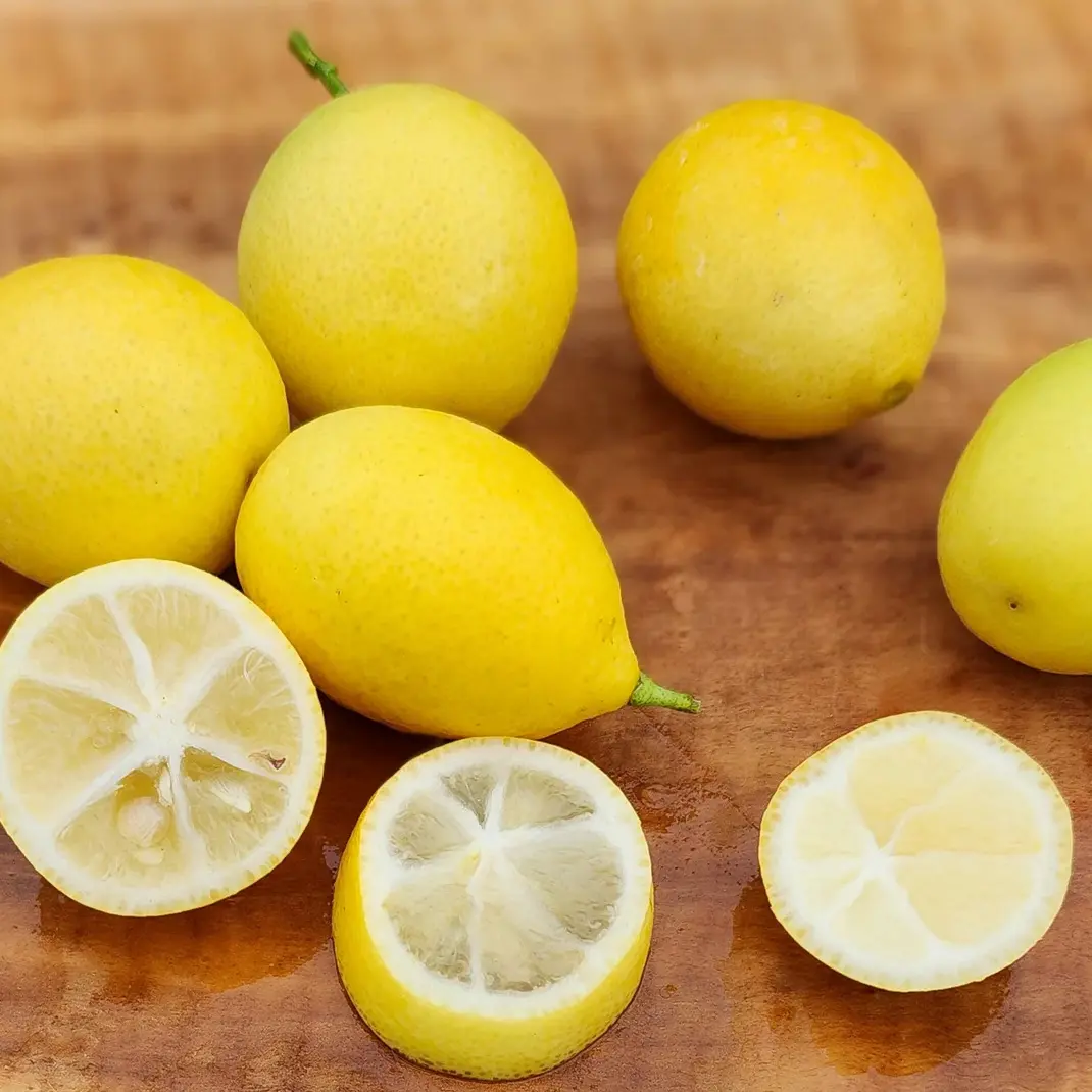 Лаймкват Лейкленд / Limequat Lakeland — цитрусовое растение, детальное фото
