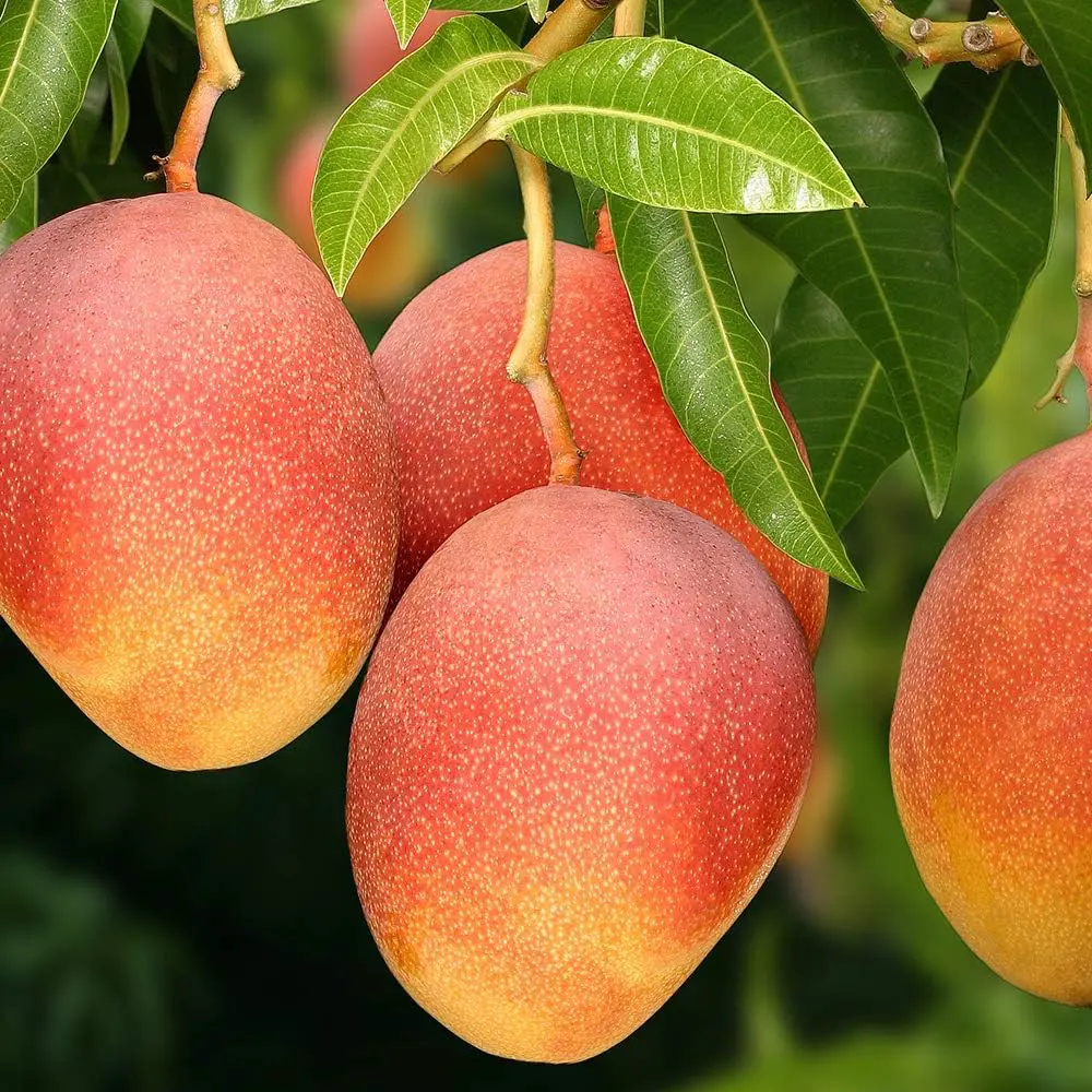Манго Ирвин / Mangifera indica Irwin
