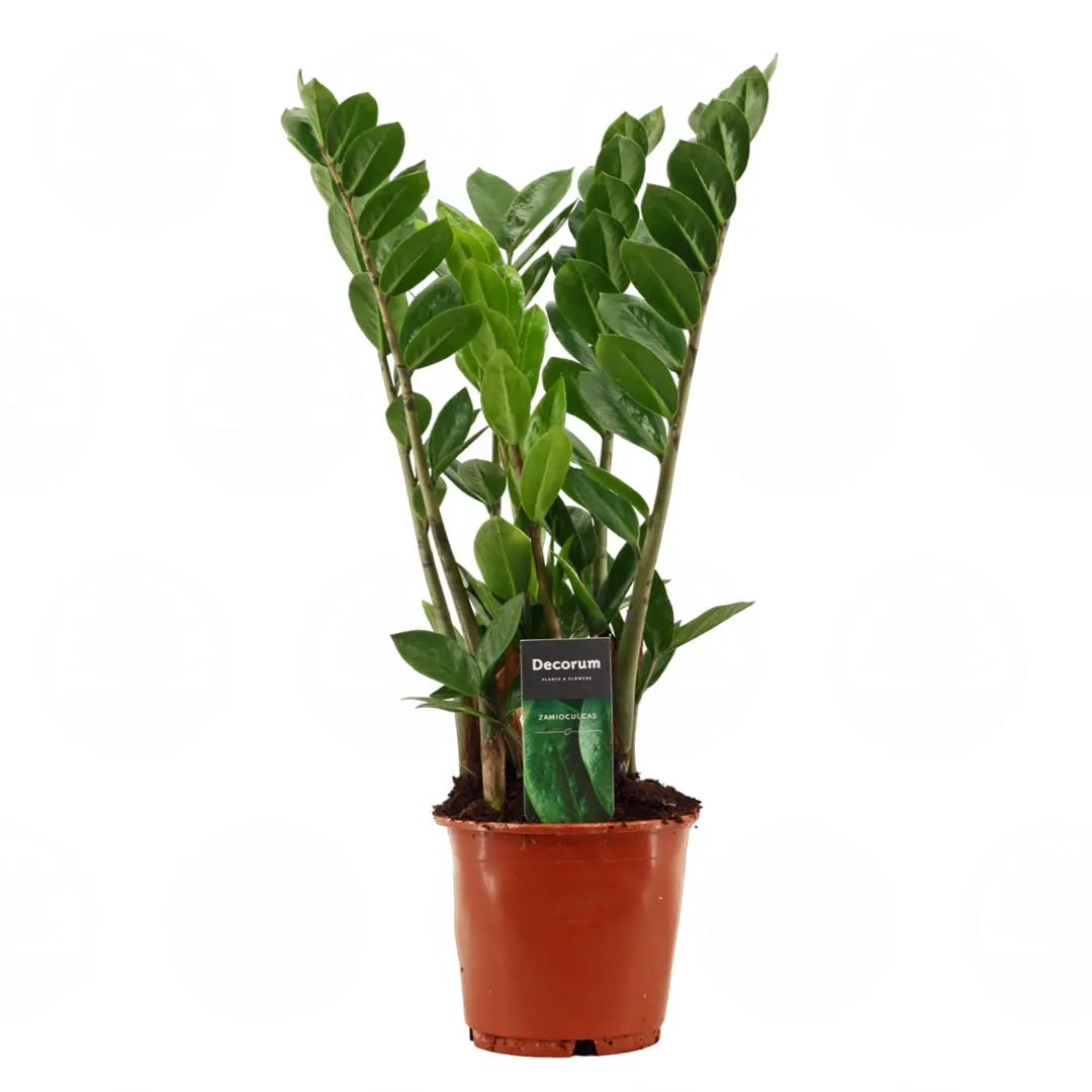 Замиокулькас/ Zamioculcas zamiifolia купить