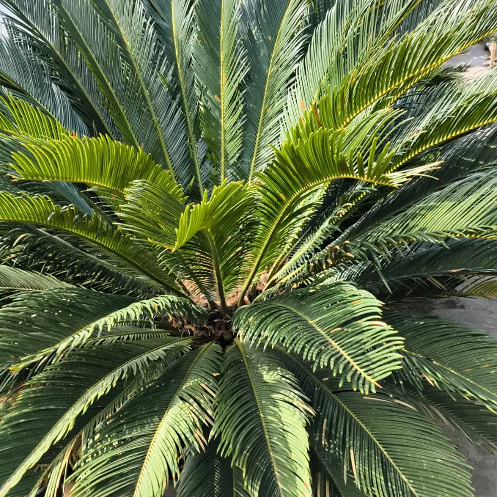 Цикас поникающий / Cycas Revoluta купить