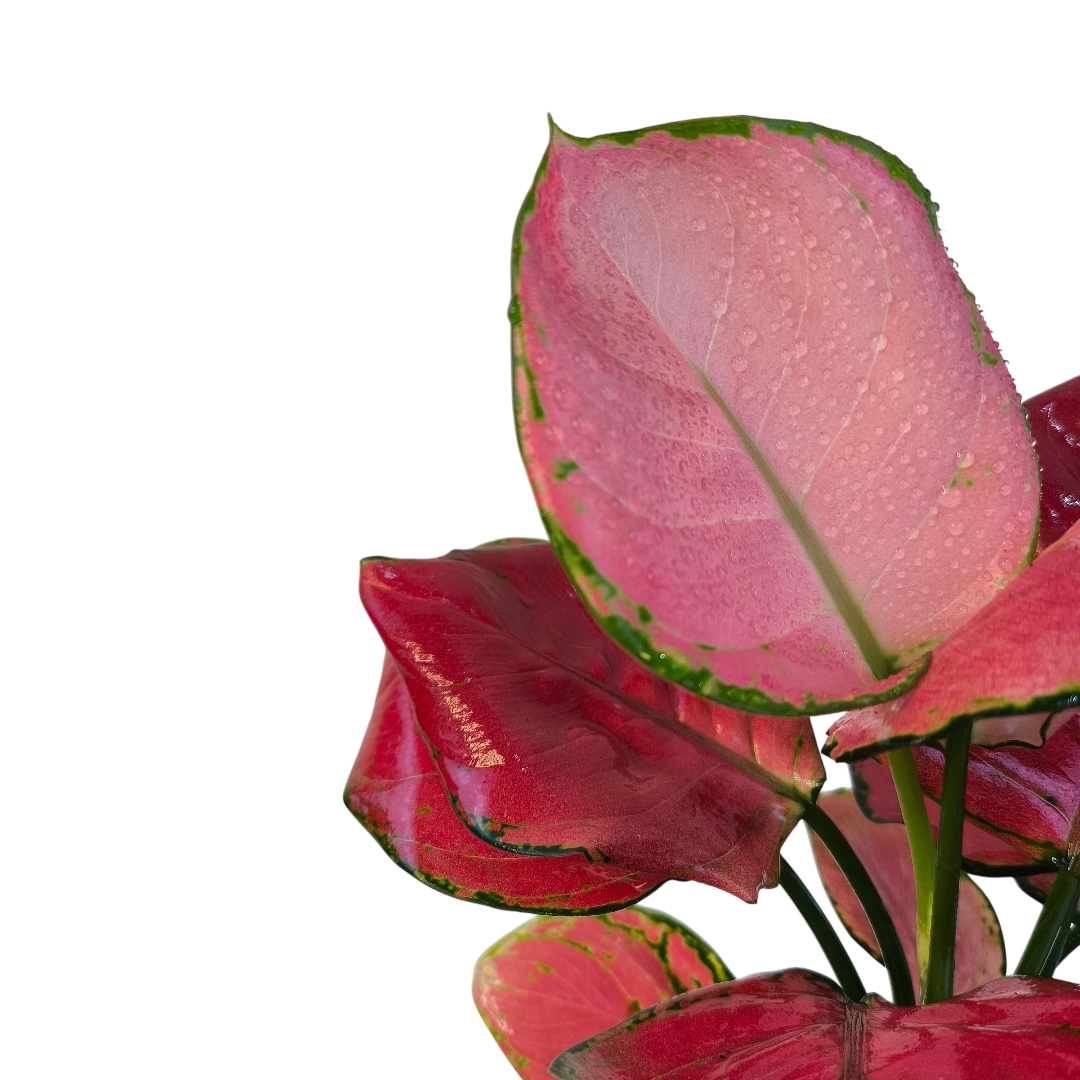 Аглаонема Хонг Руи / Aglaonema Hong Ruì купить
