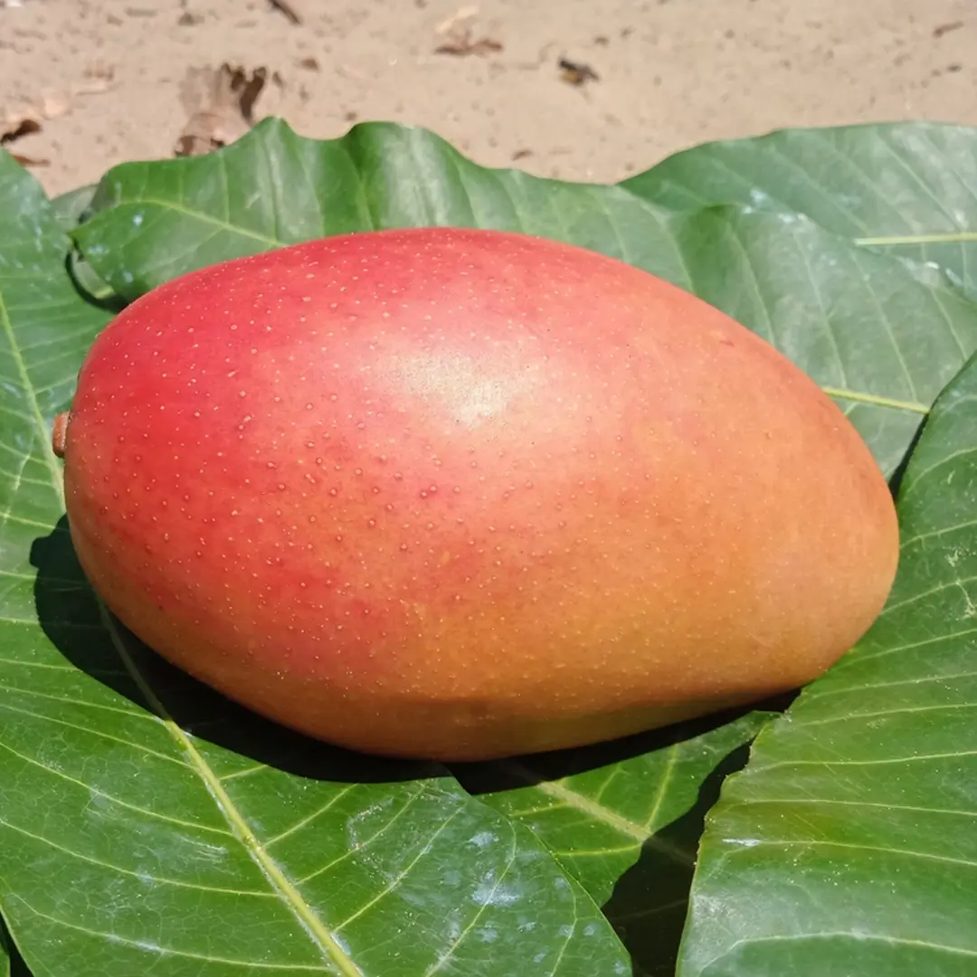 Манго Остин / Mangifera indica Osteen