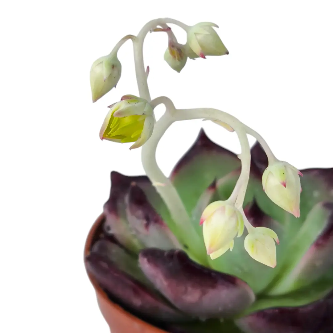 Эхеверия Агавовидная / Echeveria Agavoides купить