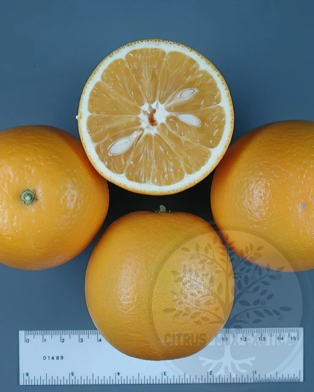 Апельсин Валенсия Олинда / Orange Valencia Olinda — цитрусовое растение, детальное фото
