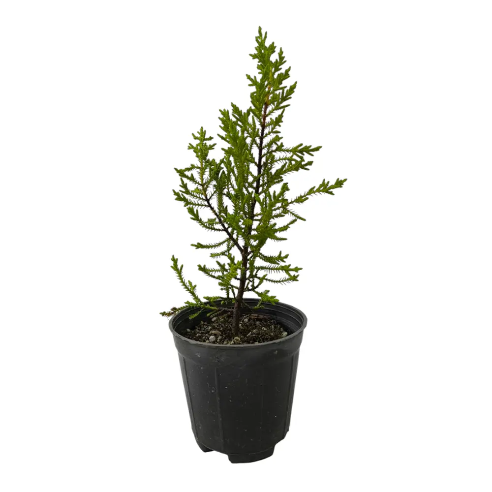 Кипарис Лейланда / Cupressus Leylandii купить