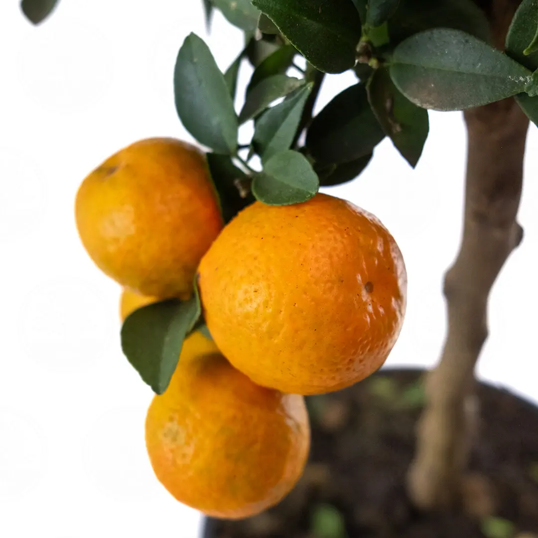 Померанец Чинотто, Кинотто / Bitter Orange Chinotto — цитрусовое растение, детальное фото

