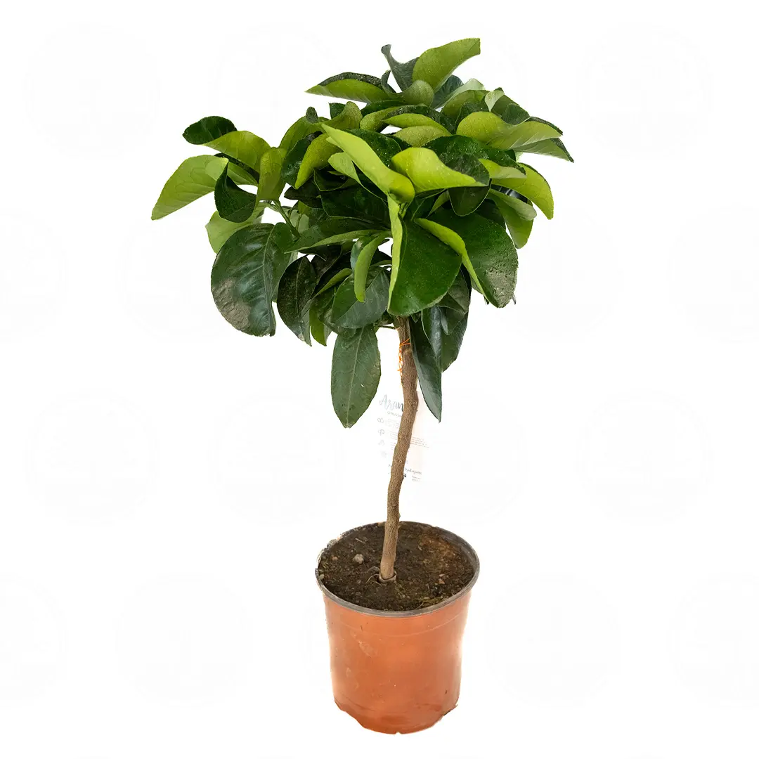 Апельсин Тарокко / Orange Tarocco — цитрусовое растение, детальное фото
