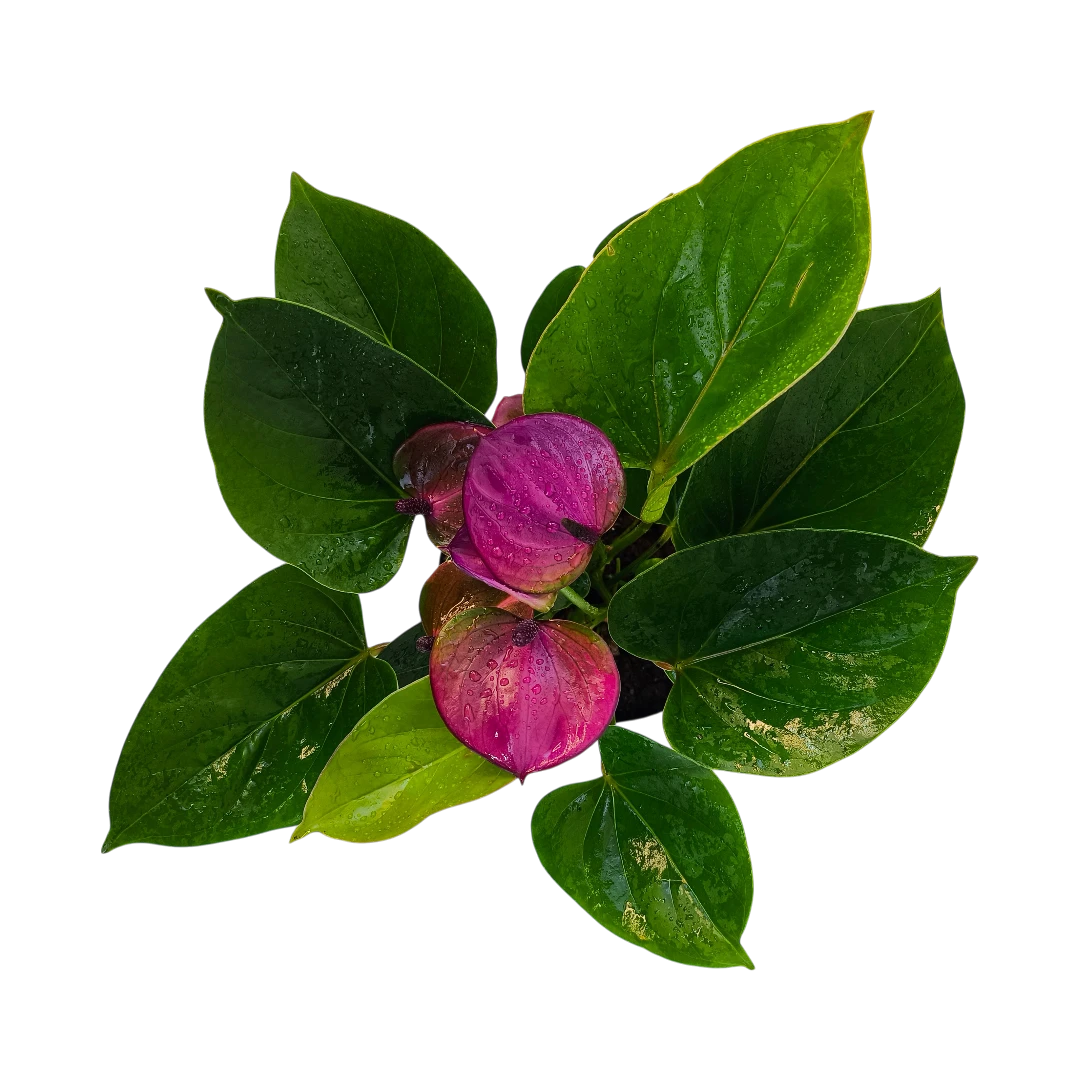 Антуриум Андреанум Бэби Перпл / Anthurium Andreanum Baby Pearl купить