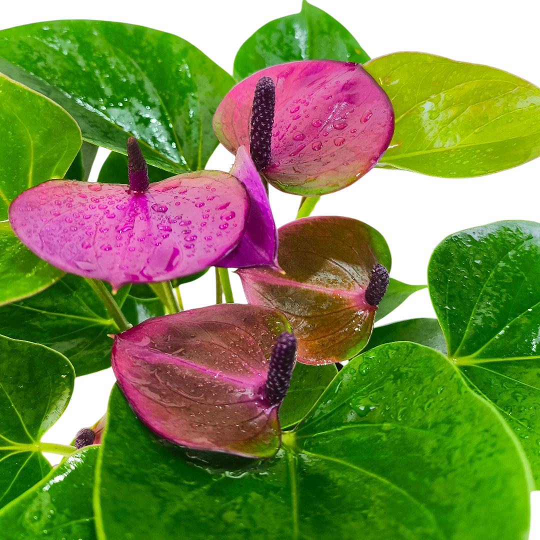 Антуриум Андреанум Бэби Перпл / Anthurium Andreanum Baby Pearl купить