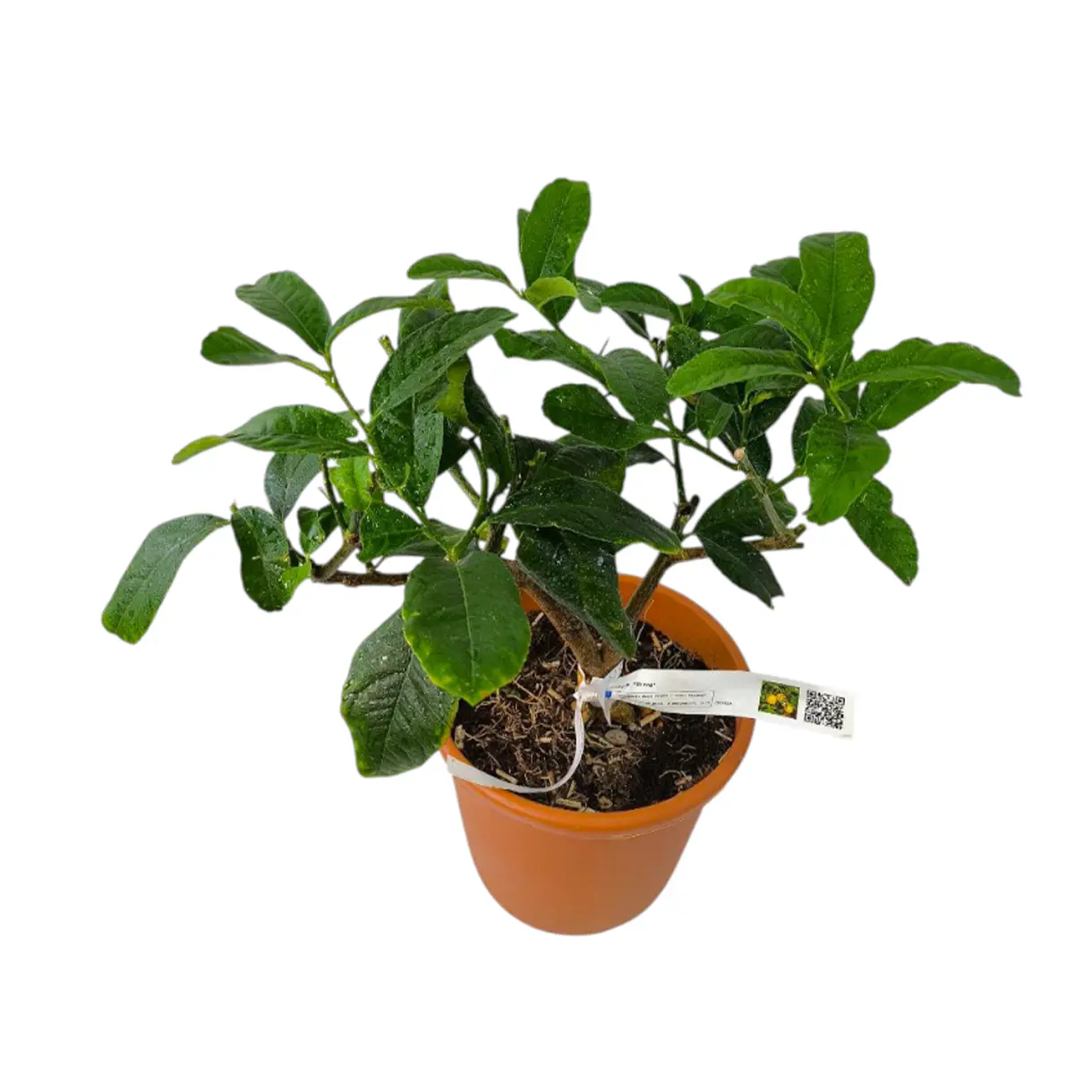 Цитрон Этрог / Citrus medica Etrog — цитрусовое растение, детальное фото
