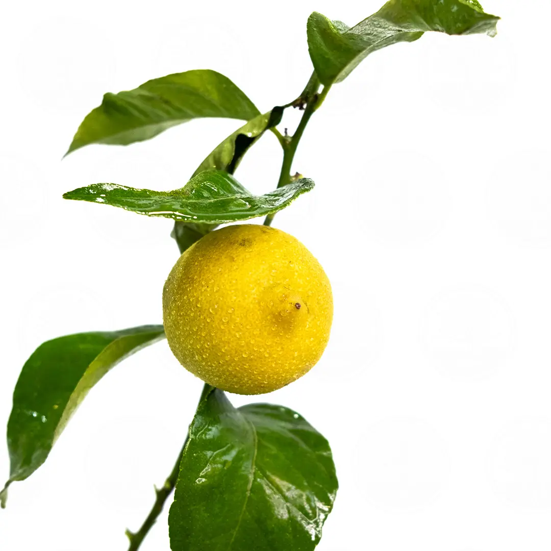 Лимон Эврика / Lemon Eureka — цитрусовое растение, детальное фото
