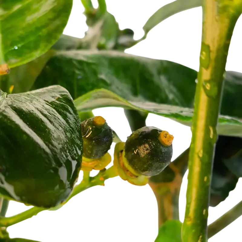 Цитрон Помпия / Citrus medica Pompia — цитрусовое растение, детальное фото
