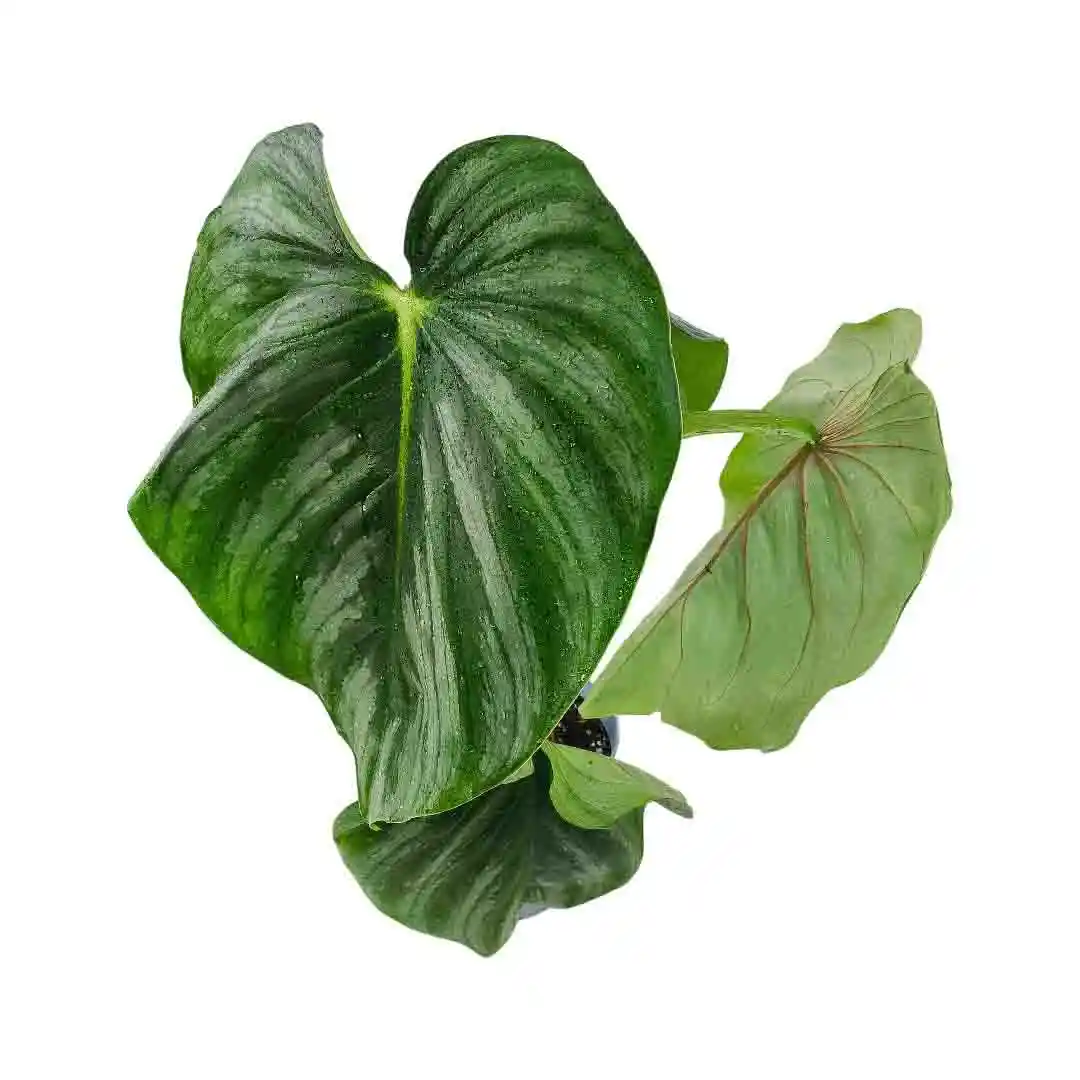 Филодендрон Пастазанум / Philodendron Pastazanum купить