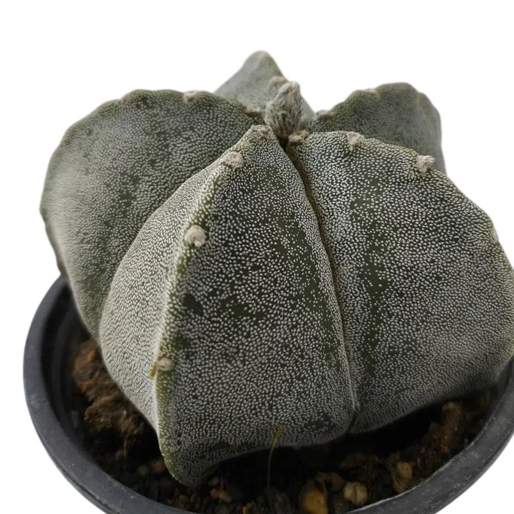 Астрофитум / Astrophytum Ornatum купить